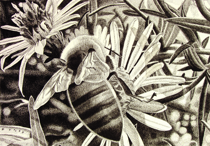 bee cross-hatching