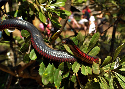 Red-Bellied Black Snake