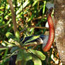 Red-Bellied Black Snake 2