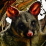 Brushtail Possum (Trichosurus vulpecula) Again!