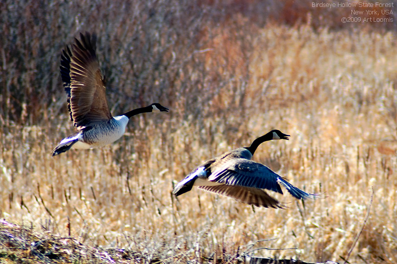 geese taking flight