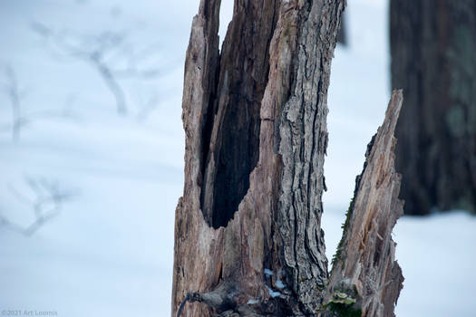 Winter Tree Interior