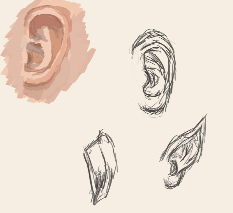 Ear Study by Arichan16 on DeviantArt