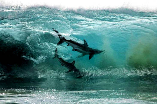 Sharks in a Wave