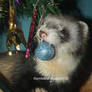 Jasper and the blue bauble