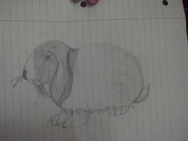 Droopy Eared Rabbit by MewAzrael on DeviantArt