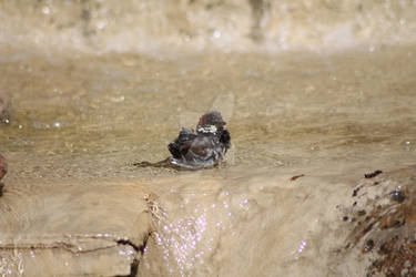 Small Bird stock 2 - Bathing