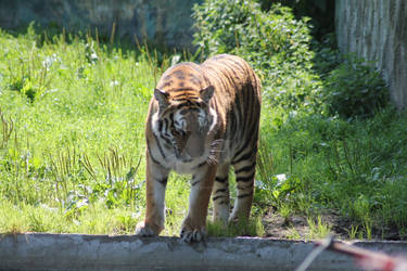 Large Cat stock 13 - Tiger