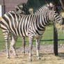 Equine stock 3 - Zebra