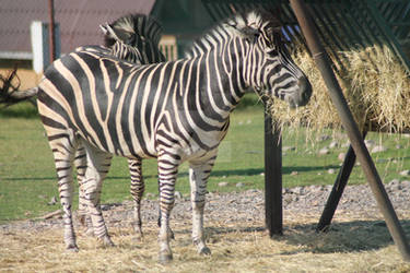 Equine stock 3 - Zebra