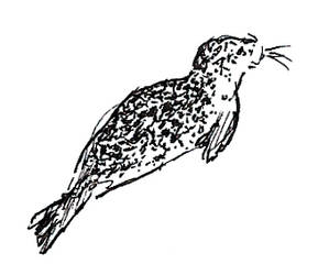 Smaller Harbor Seal