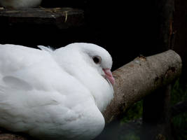 White dove