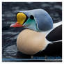 King Eider Duck