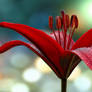 1920 x 1080 Crimson Lily