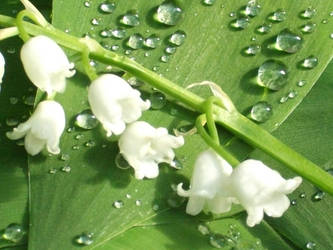 +Lilly of the Valley on Water+