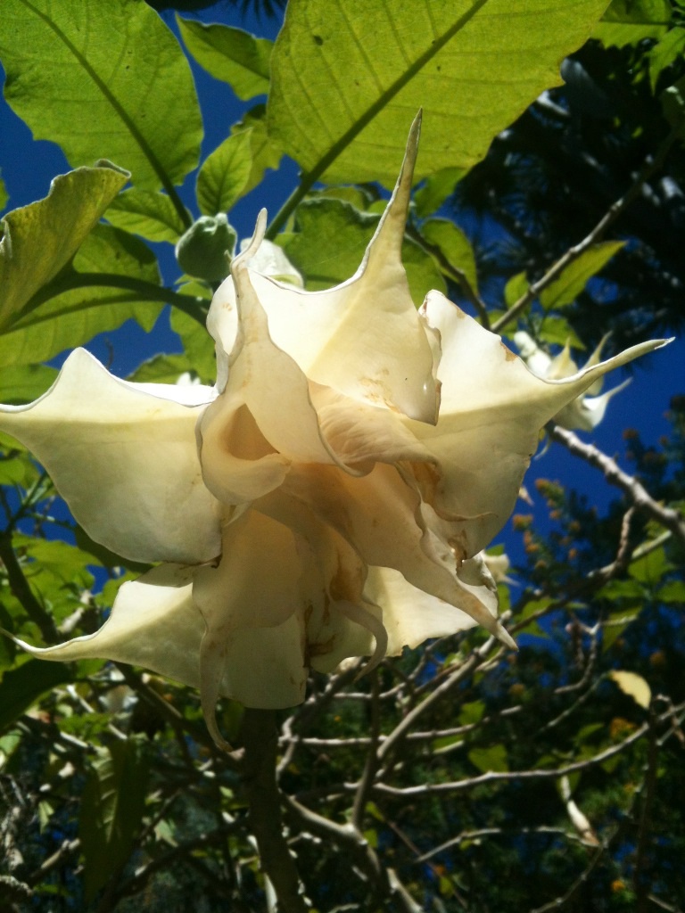 The hanging angels trumpet