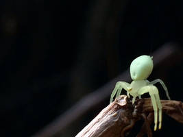 Green crab spider 1/11