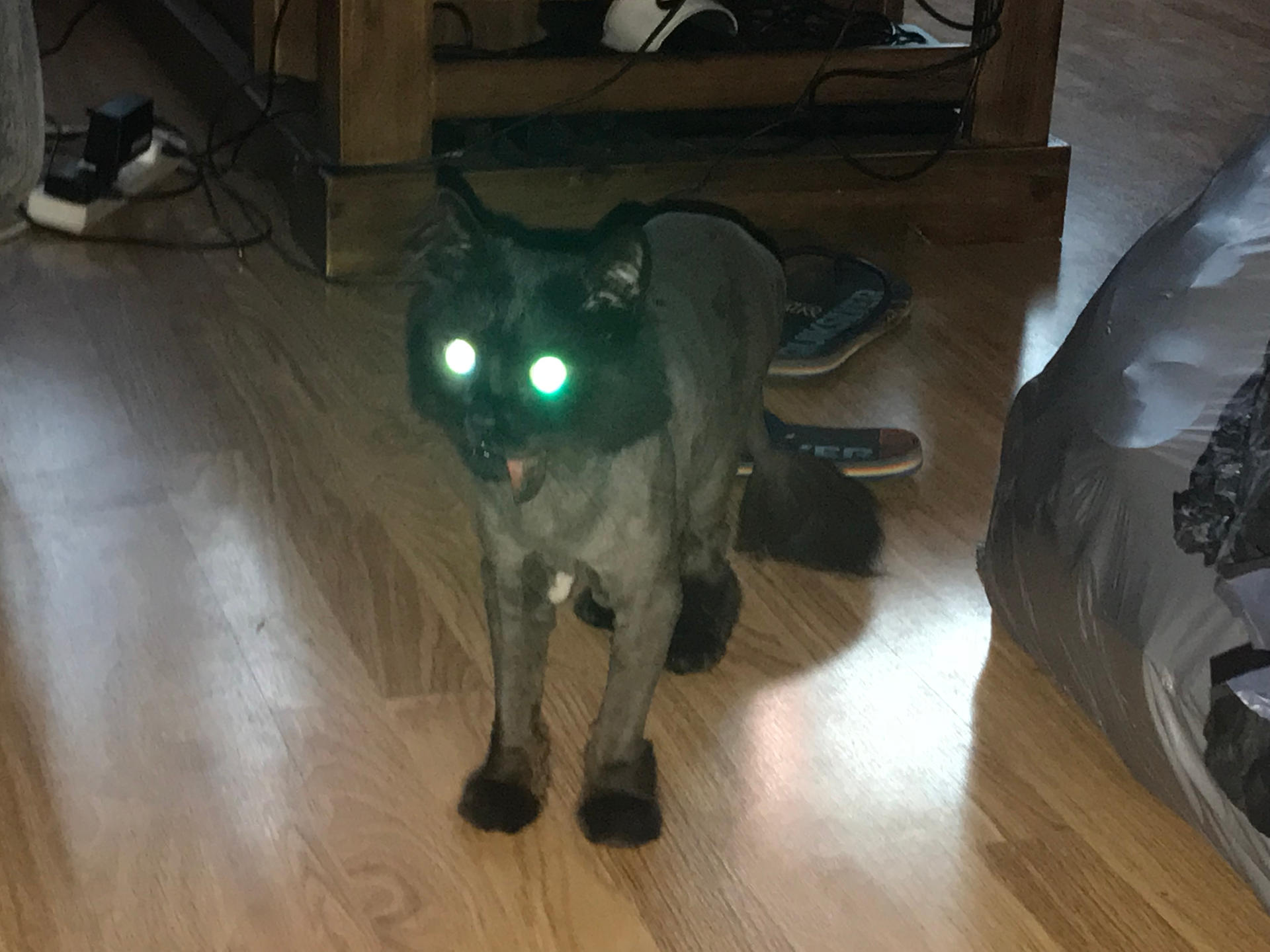Cursed cat image by SoularWolf4 on DeviantArt