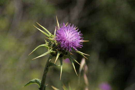 thistle