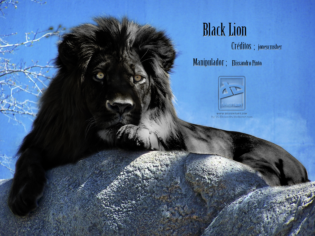 Black Lion