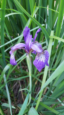 purple flower