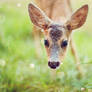 Curious Baby Roe