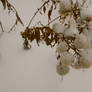 Snow-cotton