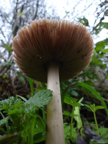 Mushroom with gills