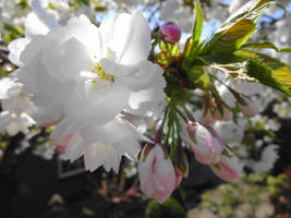 Backlit blossoms