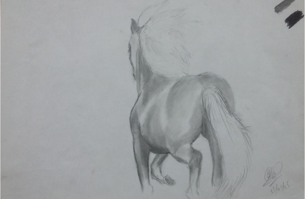 Horse Sketch