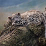 Snow Leopard cub