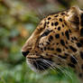 Amur Leopard