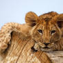 Lion cub on a tree