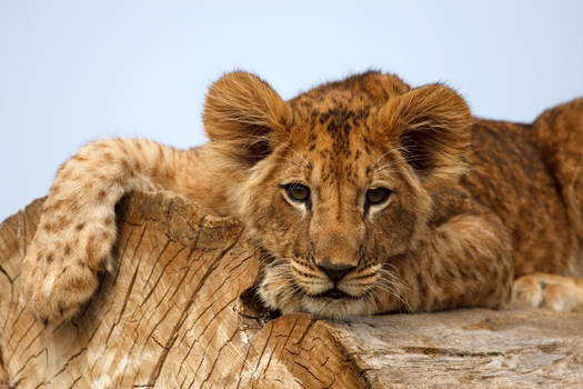 Lion cub on a tree