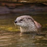 Otter