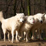 white wolves II