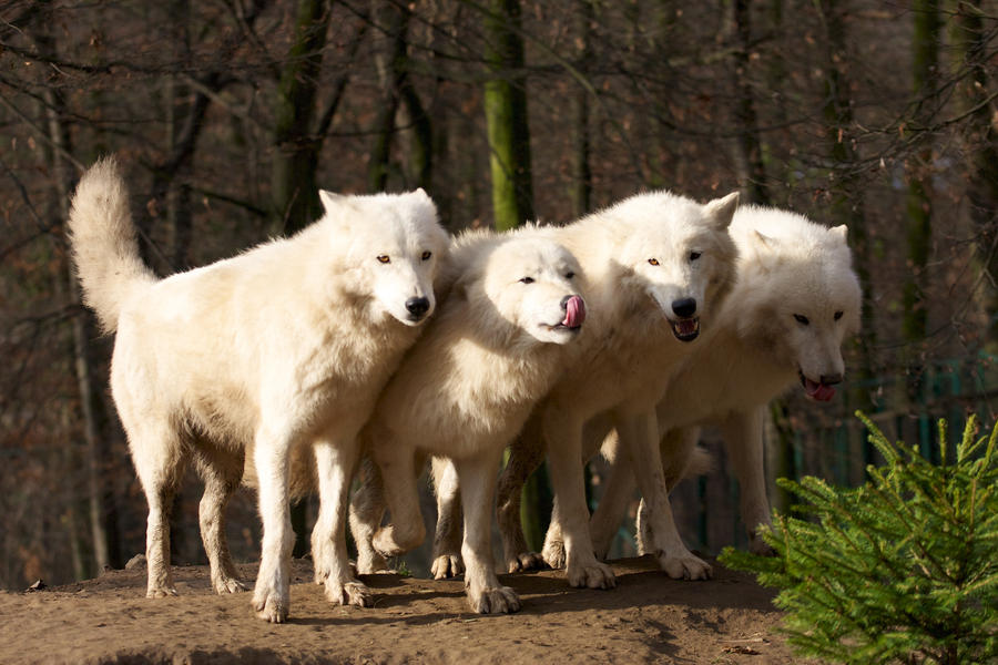 white wolves II