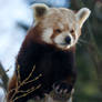 Climbing red panda