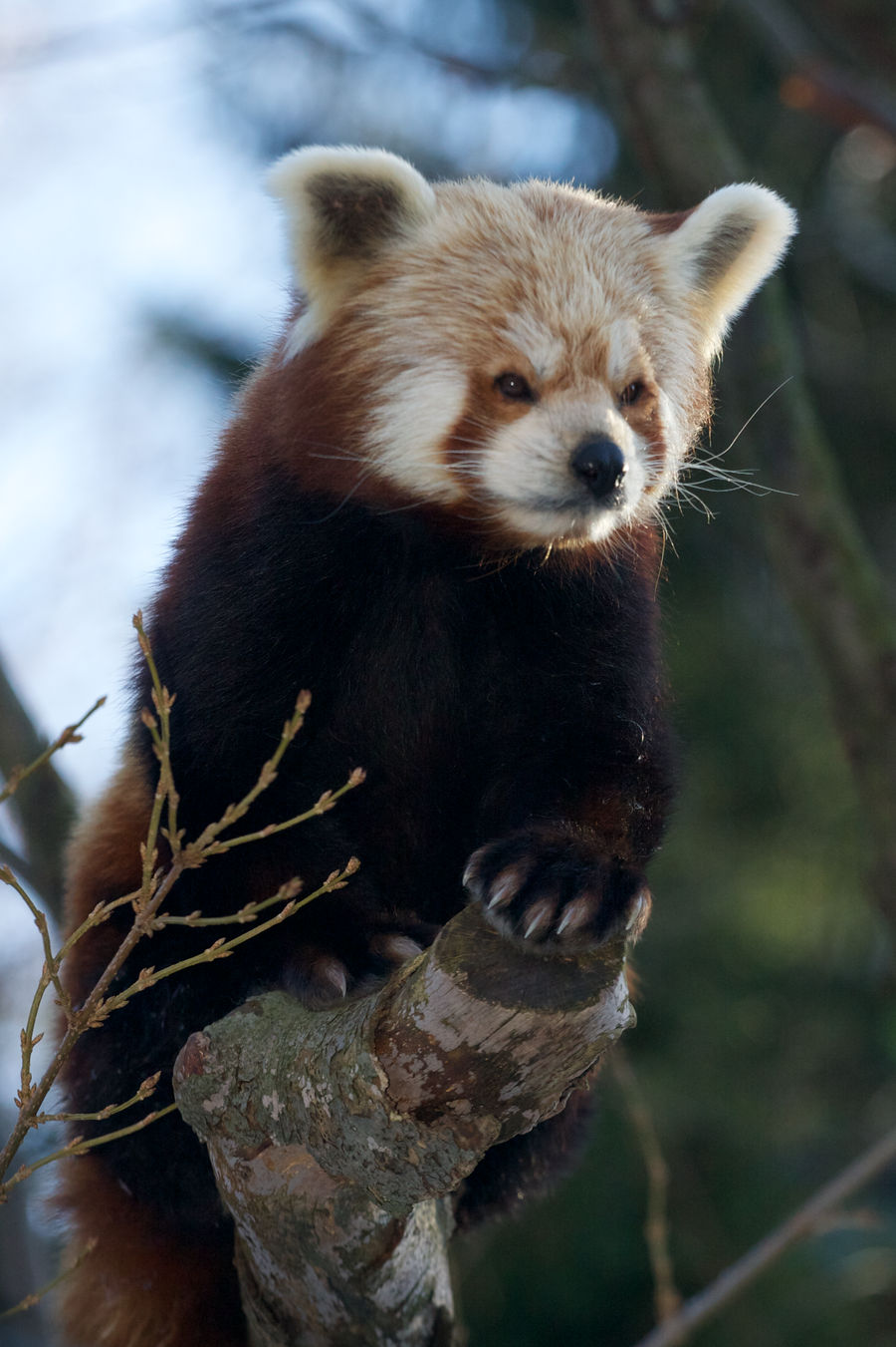 Climbing red panda