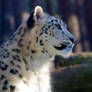 Snow Leopard - Liberec III