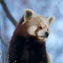 Climbing red panda II