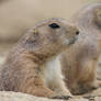 Prairie dog II