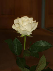 white rose