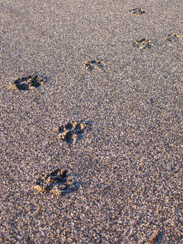 Pawprints in the sand