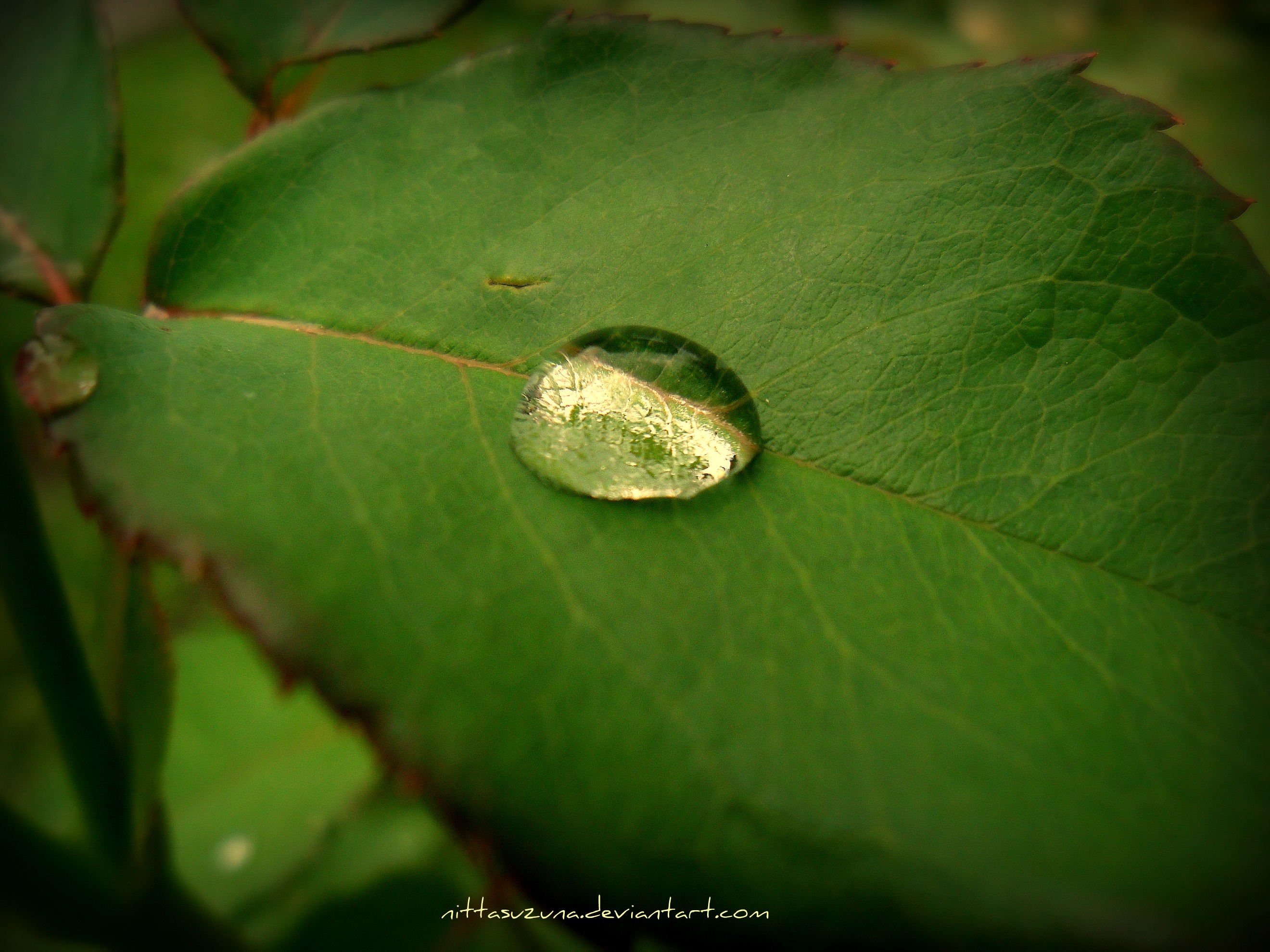 Water drops picnik wersion