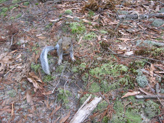 Baby Squirrel 2