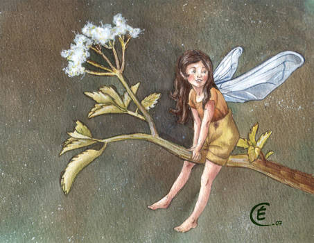 fairy