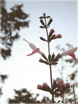 Delicate in pink