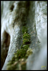 Moss