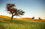 The Red Tree by isaacster39